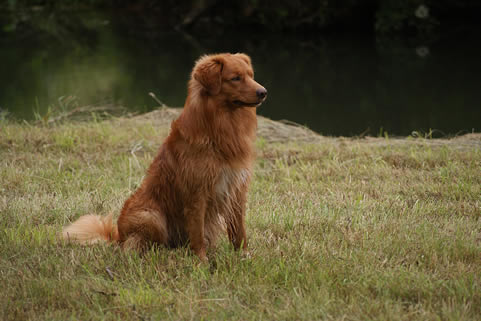 toller-ruede-mogwai-sitzend